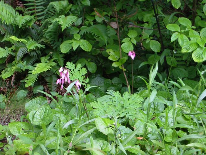 Erythronium revolutum