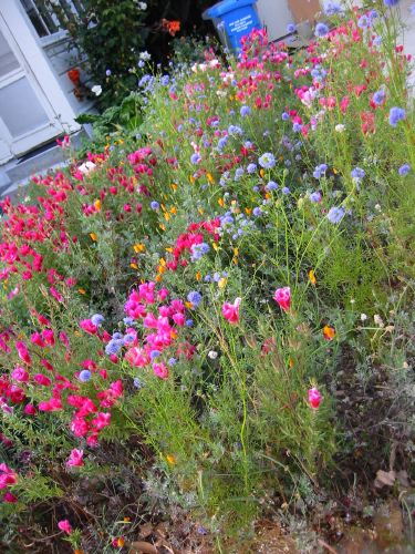 Eschscholzia californica