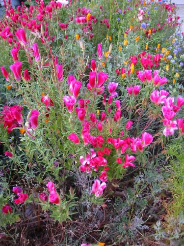 Eschscholzia californica