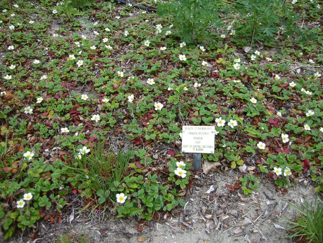 Fragaria chiloensis