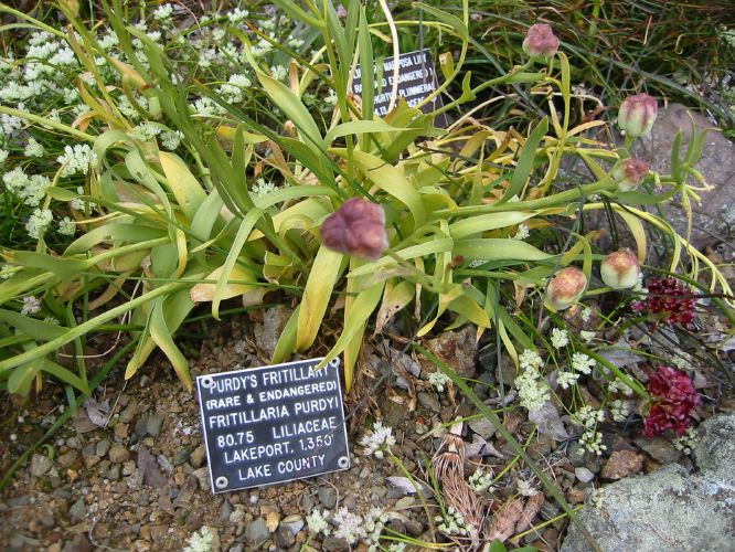 Fritillaria purdyi