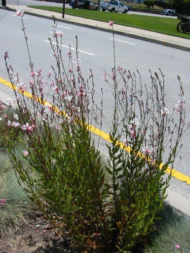 Gaura lindheimeri