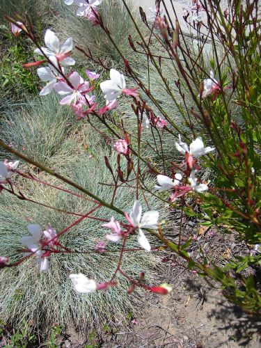 Gaura lindheimeri
