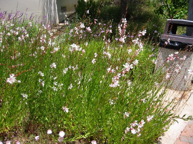Gaura lindheimeri