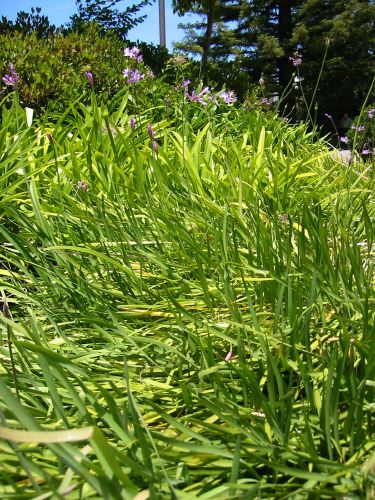 agapanthus, dwarf var.