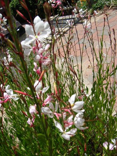 Gaura lindheimeri