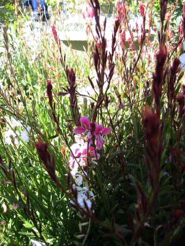 Gaura lindheimeri