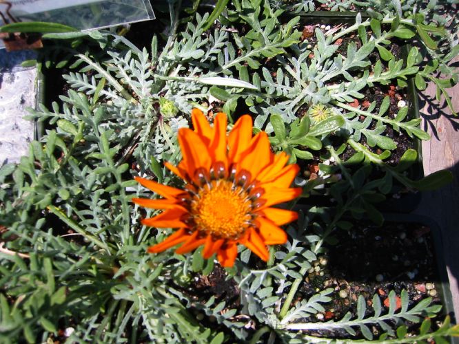 Gazania krebsiana