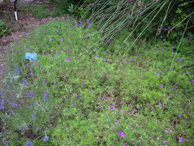 Geranium incanum 'Sugar Plum'