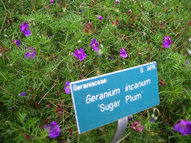 Geranium incanum 'Sugar Plum'