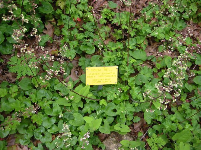 Heuchera micrantha