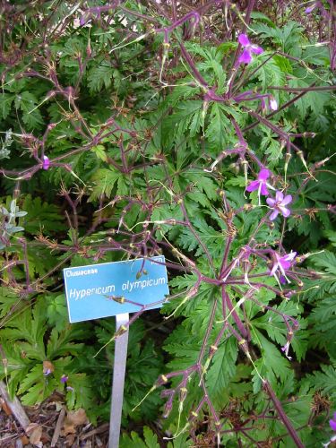 Hypericum olympicum
