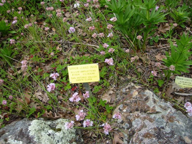 Allium amplectens