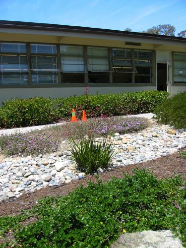 Anigozanthos flavidus