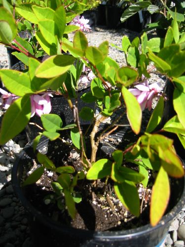 Indigofera incarnata
