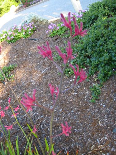Anigozanthos flavidus