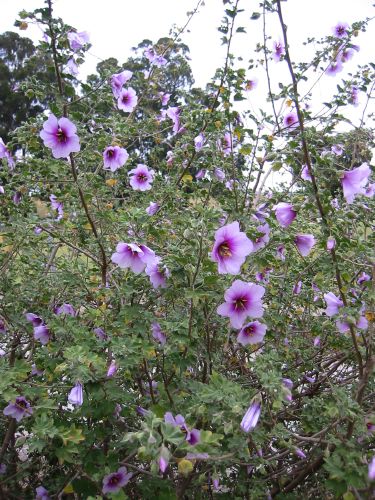 Lavatera maritima