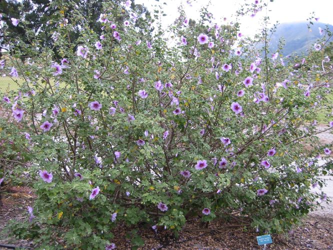 Lavatera maritima