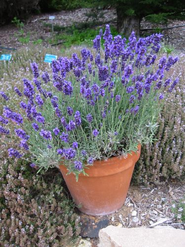 Lavendula var.