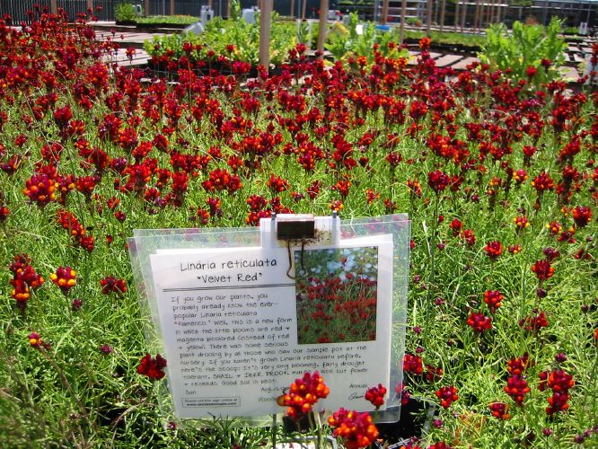Linaria reticulata 'Velvet Red'