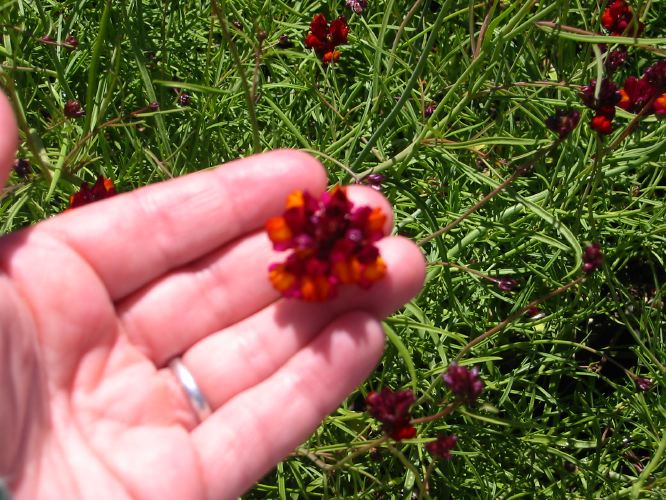 Linaria reticulata 'Velvet Red'