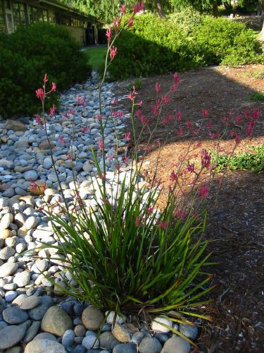 Anigozanthos flavidus