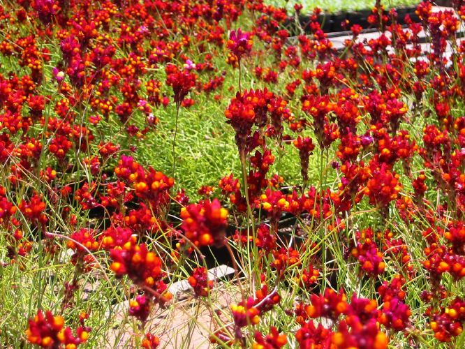 Linaria reticulata 'Velvet Red'