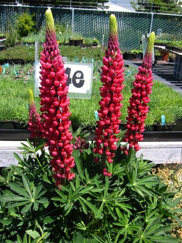 Lupinus x regalis 'Morello Cherry'