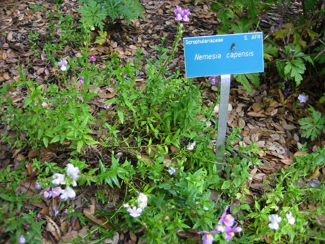Nemesia capensis