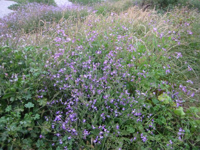 Nerisyrenia camporum