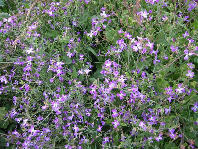 Nerisyrenia camporum