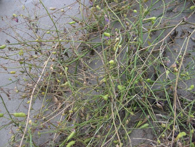 Nerisyrenia camporum