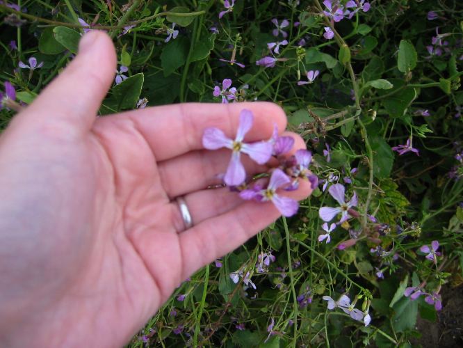 Nerisyrenia camporum
