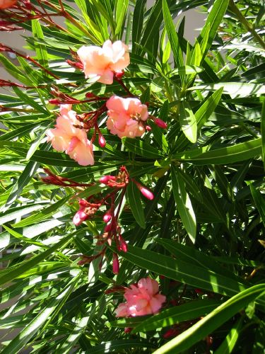 Nerium oleander