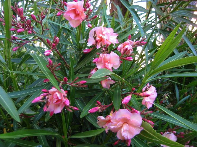 Nerium oleander