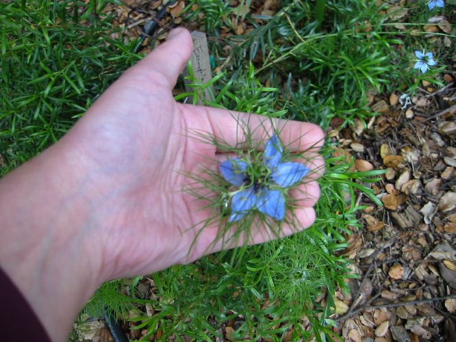 Nigella damascena