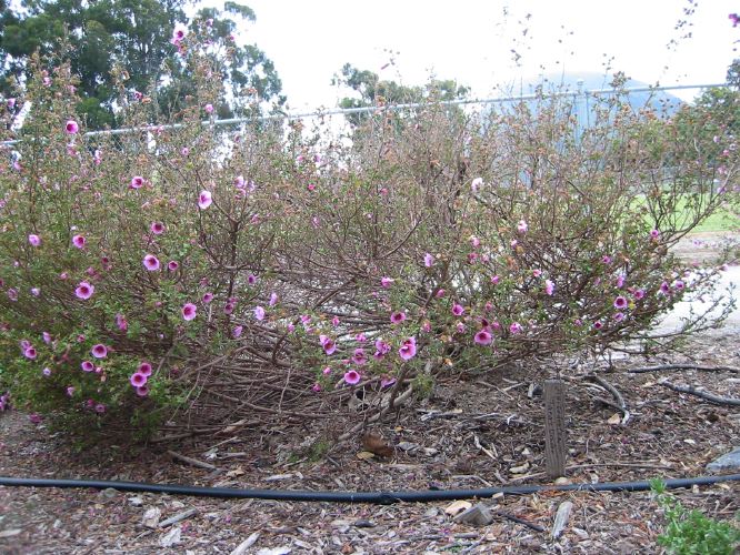 Anisodontea 'Down Under'