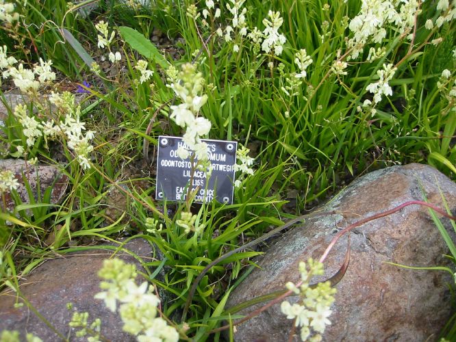 Odontostomia? hartwegii?