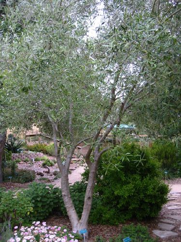 Olea europaea