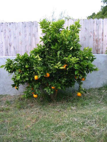 orange tree