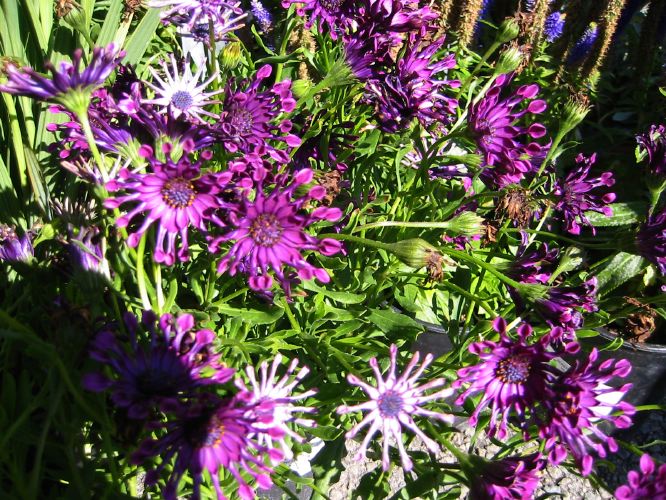 Osteospermum ecklonis 'Nasinga Purple'