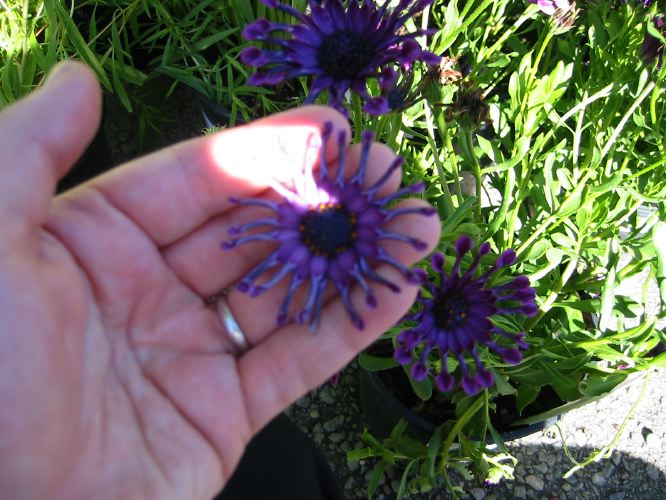 Osteospermum ecklonis 'Nasinga Purple'
