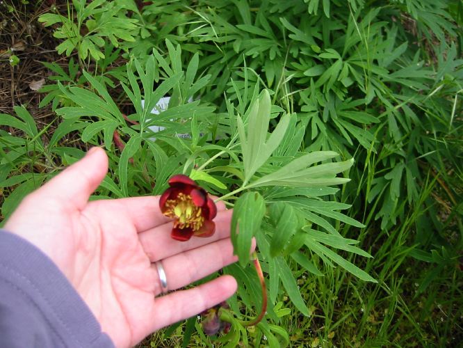 Paeonia californica