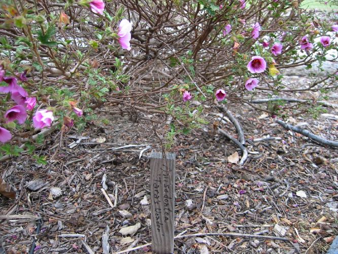 Anisodontea 'Down Under'