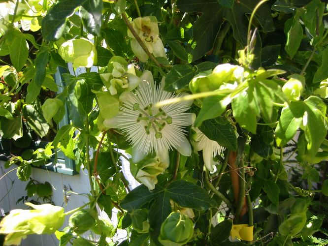 Passiflora edulis