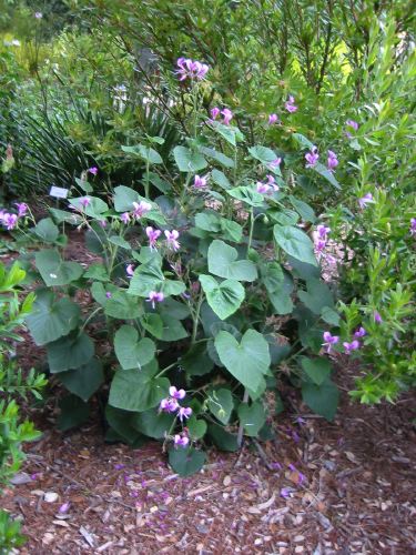 Pelargonium cordatum