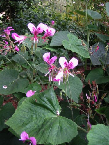 Pelargonium cordatum