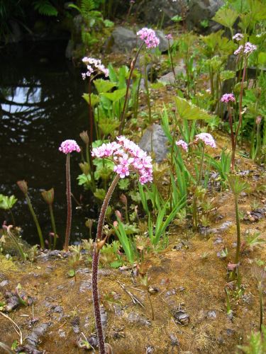 Peltiphyllum peltatum