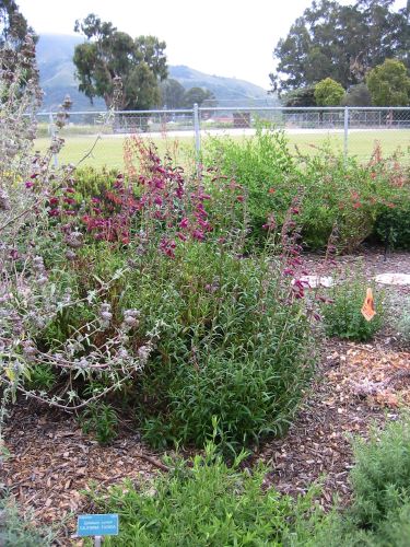 Penstemon 'Blackbird'