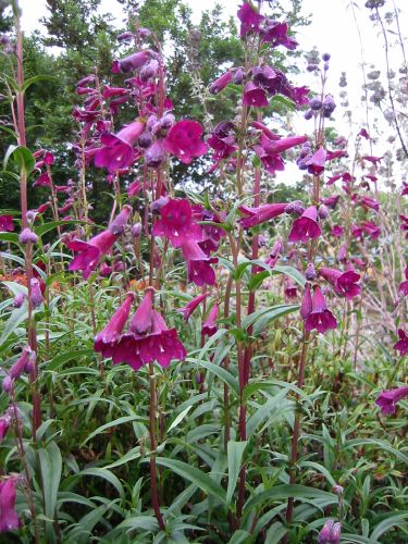 Penstemon 'Blackbird'